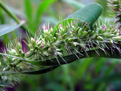 Лепљиви мухар (Setaria verticillata [L.] P. Beauv.)