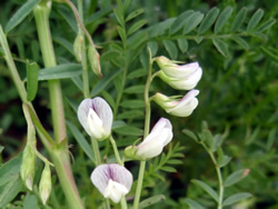 Уров (Vicia ervilia [L.]Willd.)