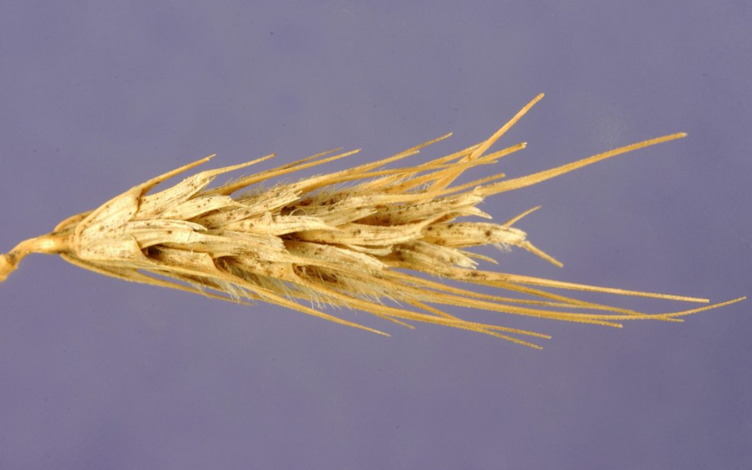 Дивља длакава пшеница (Dasypyrum villosum [L.] Candargy [1901])