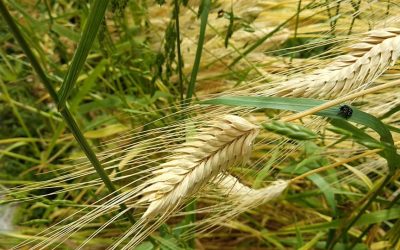 Тимофејева пшеница (Triticum timopheevii)