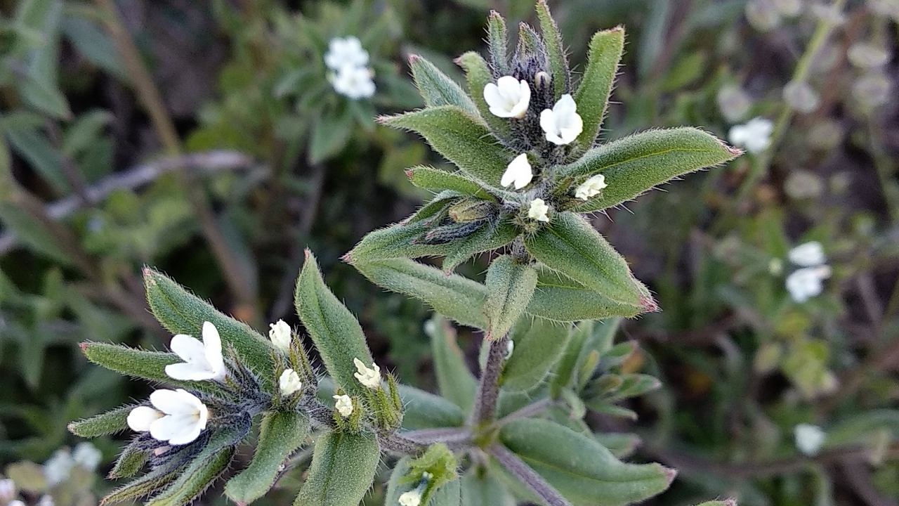 Пољско врапсеме (Lithospermum arvense (L.) Vahl.)(синоним Buglossoides arvensis L.)