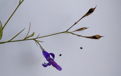 Obični žavornjak (Delphinium consolida L.) (syn. = Consolida regalis Gray)