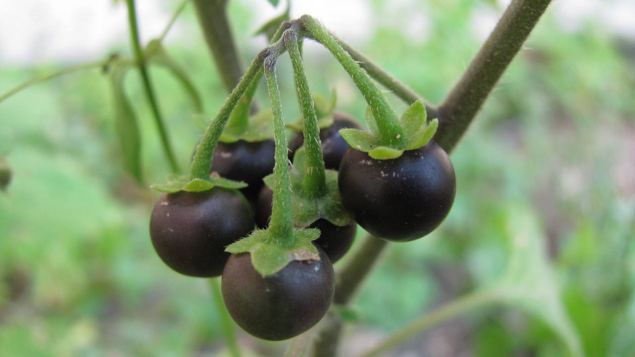 Obična pomoćnica (Solanum nigrum L.)