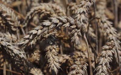 Обична пшеница (Triticum aestivum L.)