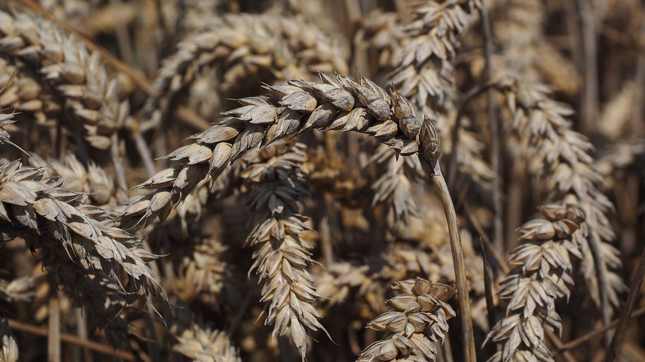 Обична пшеница (Triticum aestivum L.)